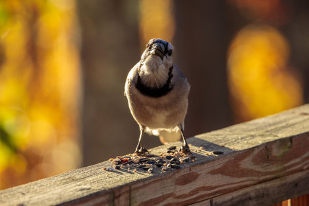A Blue Jay bird standing on a wooden fence and eating seeds with a blurred backgroundの写真素材