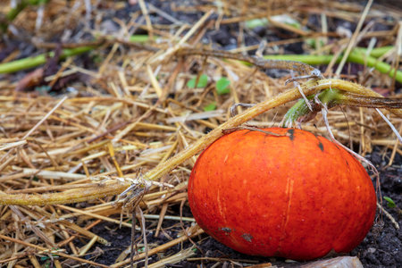 An orange pumpkin on the ground outdoors during daylightの写真素材