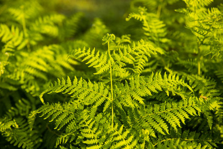 A close up shot of fern leavesの写真素材