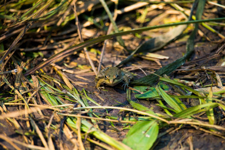 A closeup of a marsh frog. Pelophylax ridibundus.の写真素材