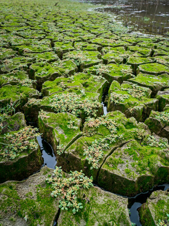 The Sonoma dry lake bed begins to fill after a large rainstormの写真素材