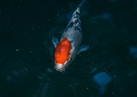 A closeup shot of a coho fish swimming in the waterの写真素材