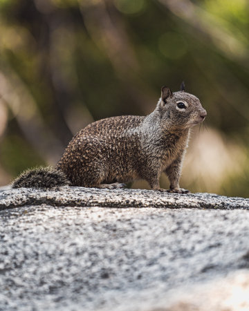 A closeup shot of a squirrel in a forest with blurred background