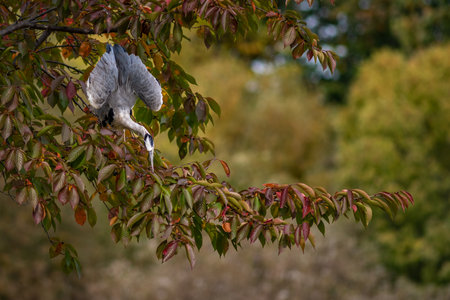 A low angle shot of a cocoi heron bird perched on a treeの写真素材