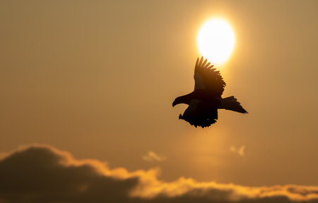 A beautiful shot of an eagle with the sunset sky in the background