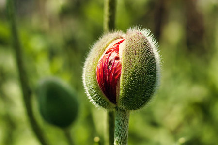 A closeup of a poppy bud. Selected focus.の写真素材