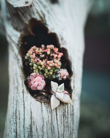 A closeup vertical shot of a succulent sedum plant in the hollow of a treeの写真素材