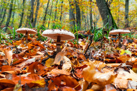 The Shaggy Parasol mushroom in a forest. Chlorophyllum rhacodesの写真素材