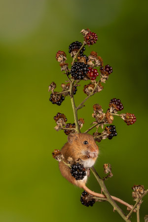 A vertical closeup of the Eurasian harvest mouse.