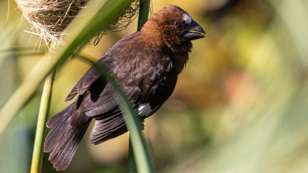 A selective focus of a thick-billed weaver perched on a tree branchの写真素材