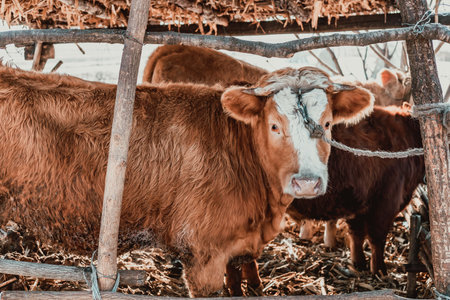 The brown cows on a rural farmの写真素材