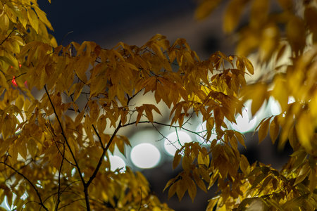 A closeup shot of colored leaves on an autumn treeの写真素材