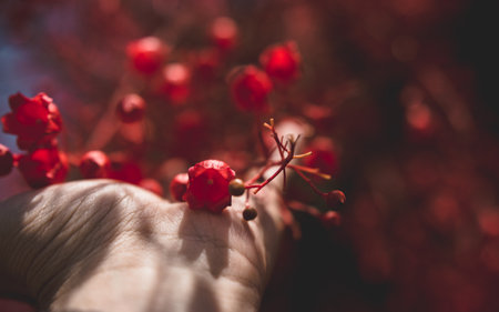 A selective focus shot of dried red flowers in autumnの写真素材