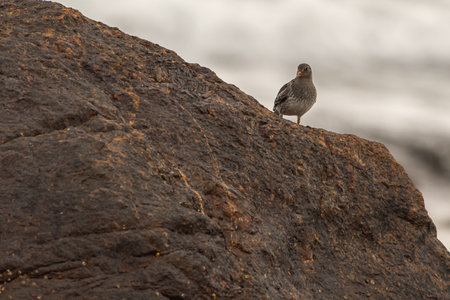 A closeup shot of a purple sandpiper on a rock on a blurred backgroundの写真素材