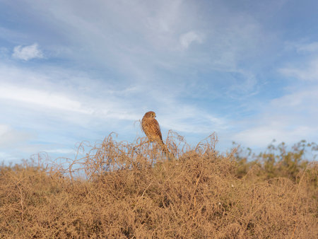 A Common Kestrel (Falco tinnunculus) in the field on blue sky background