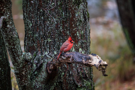 A closeup of a male Northern Cardinal perched on a tree branch in a forest during the rain