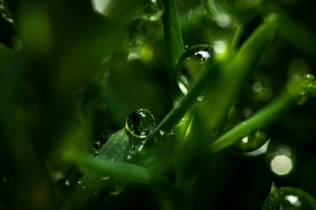 A beautiful shot of a water drop in a forest - can be used as a backgroundの写真素材