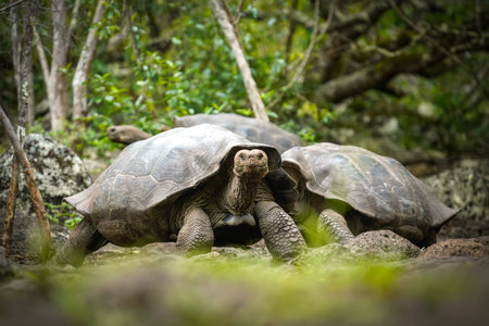 A close-up shot of big old turtles in a forest.の写真素材