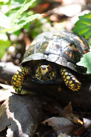 A vertical closeup of an eastern box turtle outdoors in a forest during daylight