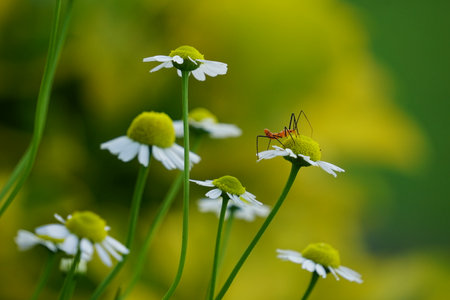 A closeup shot of a bug on a flower with blurred backgroundの写真素材