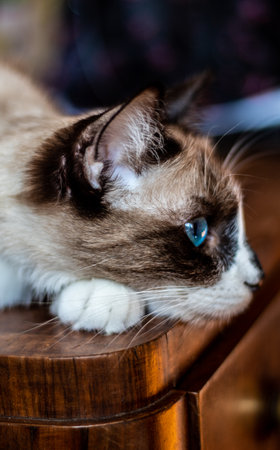 A vertical closeup of snowshoe cat.の写真素材