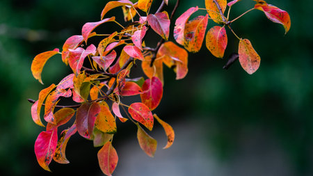 A selective of colorful leaves of a tree