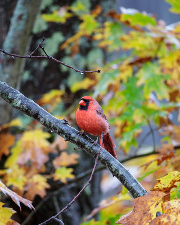 A vertical shot of a male Northern Cardinal perched on a tree branch in a forest during the rain