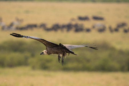 A vulture in flight in Kenya