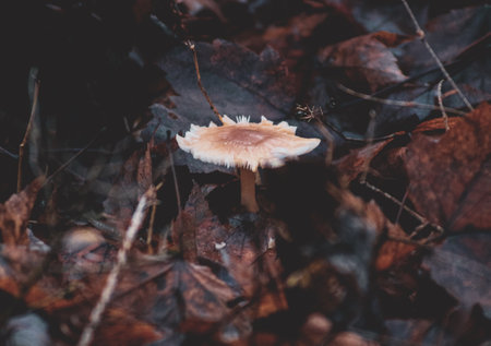 A macro shot of a wild mushroom in the Quebec forest between dark leaves on the groundの写真素材