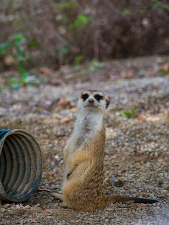 A vertical closeup of a cute meerkat in the zoo.の写真素材