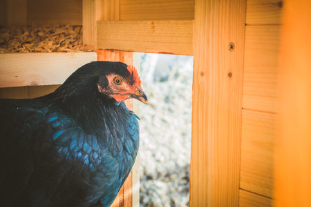 A black hen in the wooden livestockの写真素材