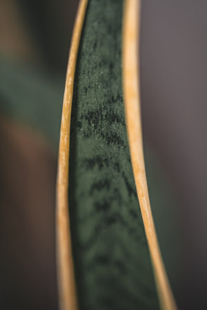 A macro shot of a green sansevieria leafの写真素材