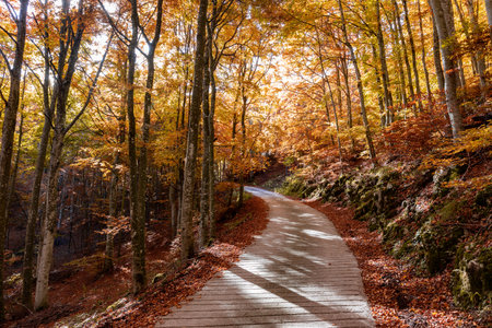 A beautiful view of the winding surrounded by golden trees in the Cansiglio forestの写真素材