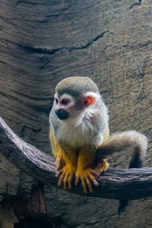 A vertical closeup of the Squirrel monkey.