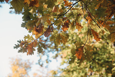 A selective of oak tree branches in the fall colors