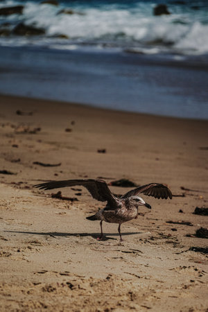 A closeup shot of a seagull on a beach during the dayの写真素材