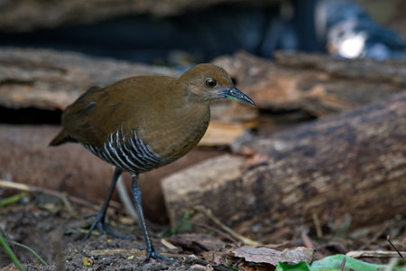 Crake and rail water birds in water and on landの写真素材
