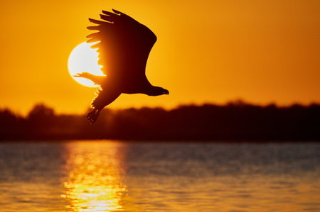 A silhouette of an eagle flying over the sea during the sunset
