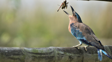 The moment of a bird catching an insect with its beak isolated on a blurred backgroundの写真素材