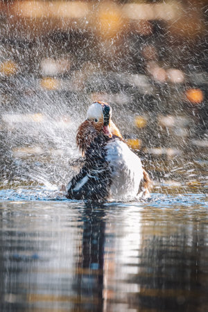A selective focus shot of a Mandarin duck swimming in the pondの写真素材