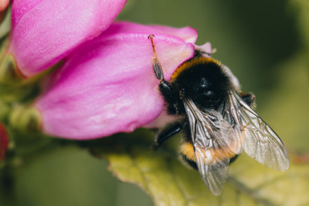 A closeup of the bumblebee on the flower.の写真素材