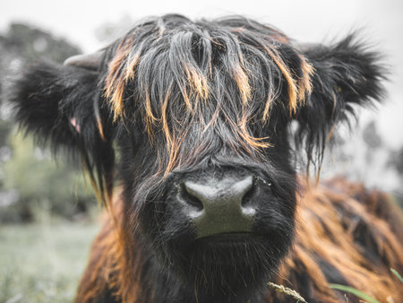 A closeup of the Highland calf in the meadow. Scotland.