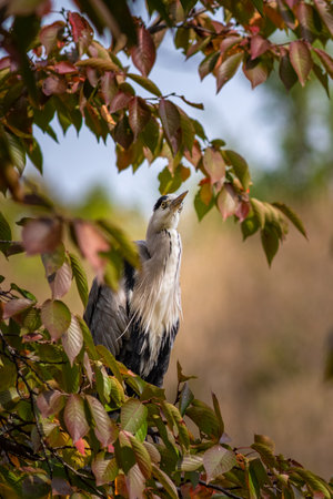 A vertical shot of a cocoi heron bird perched on a treeの写真素材