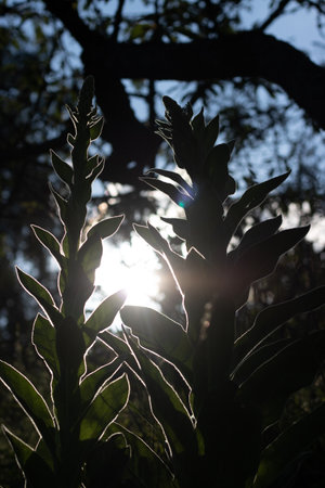 A vertical closeup of the plants' silhouettes against the sunlight.の写真素材