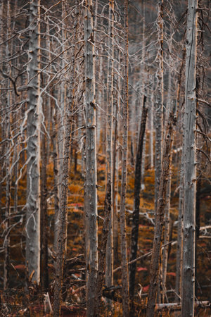A vertical shot of thin tall tree trunks with bare branches in Glacier National Parkの写真素材