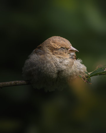 A vertical closeup of a sparrow sitting on the branch.の写真素材