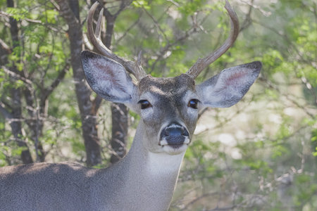 A selective focus shot of whitetail deer in a forestの写真素材