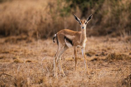 A female Thomson's antelope in Kenyaの写真素材