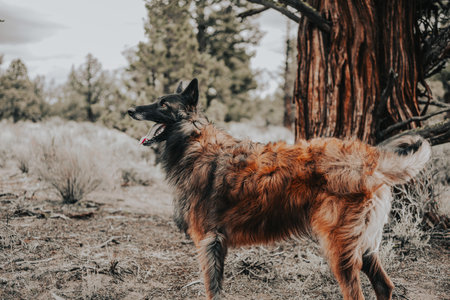 A beautiful Belgian Shepherd dog on a field in Bend, Oregonの写真素材