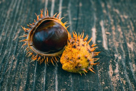 A close-up shot of chestnut with its own cover on a wooden board.の写真素材